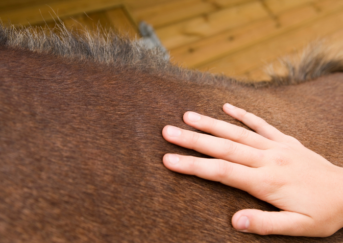 RAMP-- Setting the ‘Gold Standard ‘ of practice for musculoskeletal treatment of animals.